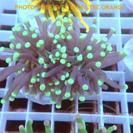 Euphyllia glabrescens euphy3629