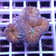 Lobophyllia Indonésie lobo365