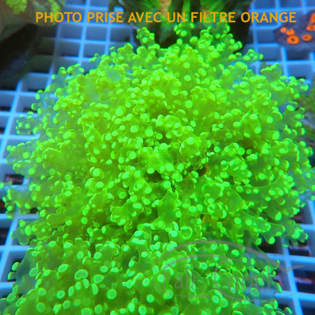 Euphyllia divisa L vert fluo euphy3645