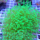 Euphyllia divisa L vert fluo euphy3645