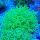 Euphyllia divisa L vert fluo euphy3645