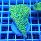 Montipora beach bum elevage local monti1357