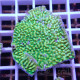 Montipora beach bum elevage local monti1359