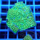 Montipora beach bum elevage local monti1359