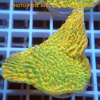 Montipora beach bum elevage local monti1360