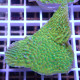 Montipora beach bum elevage local monti1360