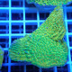 Montipora beach bum elevage local monti1360