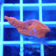 Montipora beach bum elevage local monti1362