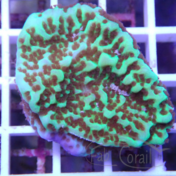 Montipora setosa elevage local monti1365