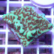 Montipora jedimind elevage local monti1366