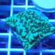 Montipora jedimind elevage local monti1366