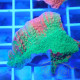 Montipora grafted sunfire elevage local monti1368