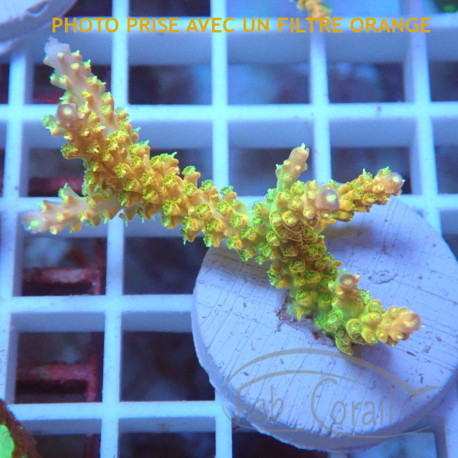 Acropora hyacinthus redplanet elevage local acro7828