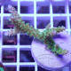 Acropora hyacinthus redplanet elevage local acro7828