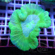 Trachyphyllia trachy257