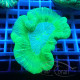 Trachyphyllia trachy257