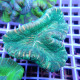 Trachyphyllia trachy259