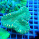 Trachyphyllia trachy259