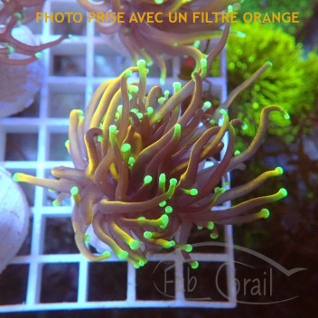 Euphyllia Glabrescens golden Top qualité elevage local euphy3625