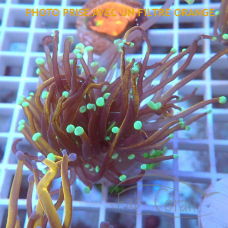 Euphyllia Glabrescens golden 24K Top qualité élevage local euphy3661