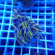 Euphyllia Glabrescens Golden 24K Top qualité élevage local euphy3677