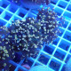 Euphyllia paradivisa Top qualité élevage local euphy3684