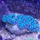 Tridacna maxima 12/15cm tridac374