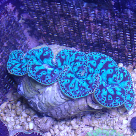 Tridacna maxima 12/15cm tridac374