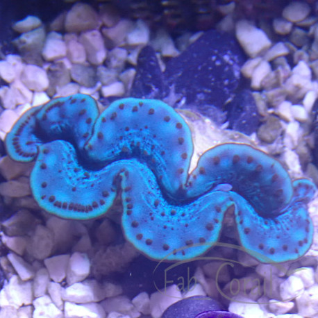 Tridacna maxima 12/15cm tridac375