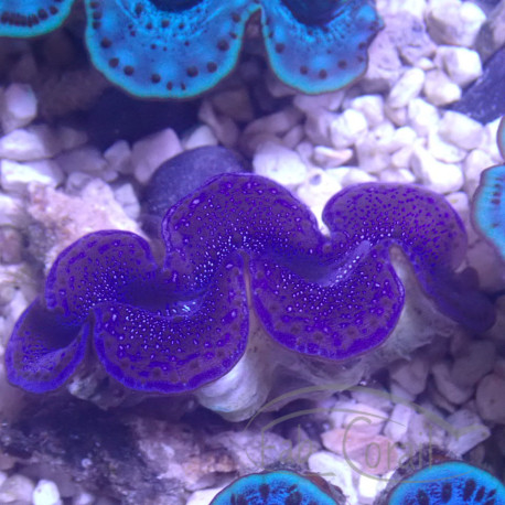 Tridacna maxima 5/6cm tridac377