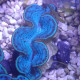 Tridacna maxima 5/6cm tridac380