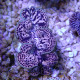 Tridacna maxima 5/6cm tridac382