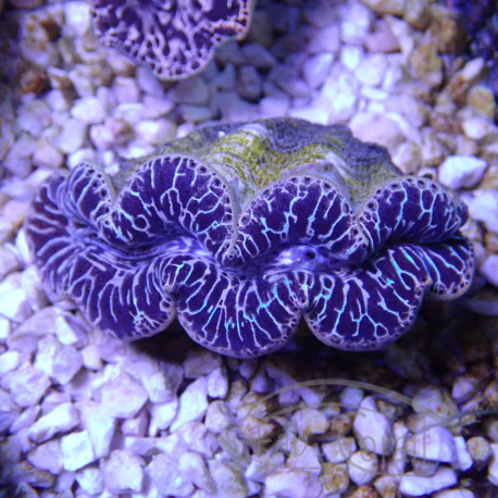 Tridacna maxima 7/8cm tridac383