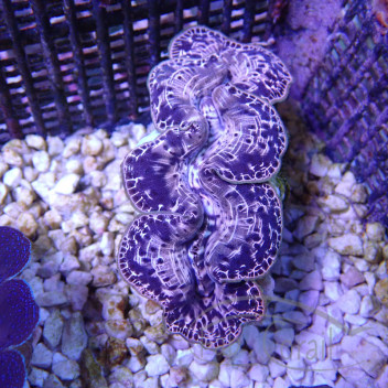 Tridacna maxima 7/8cm tridac384