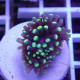 Euphyllia paradivisa Top qualité élevage local euphy3687