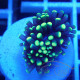 Euphyllia paradivisa Top qualité élevage local euphy3687