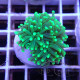 Euphyllia glabrescen green total euphy3692