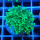 Euphyllia glabrescen green total euphy3692