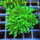 Euphyllia glabrescen green total euphy3693