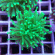 Euphyllia glabrescen green total euphy3693