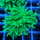 Euphyllia glabrescen green total euphy3693