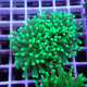 Euphyllia glabrescen green total euphy3694