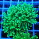 Euphyllia glabrescen green total euphy3694