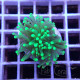 Euphyllia glabrescen green total euphy3695