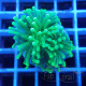 Euphyllia glabrescen green total euphy3695