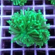 Euphyllia glabrescen green total euphy3696