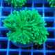 Euphyllia glabrescen green total euphy3696