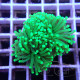 Euphyllia glabrescen green total euphy3697