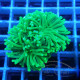 Euphyllia glabrescen green total euphy3697