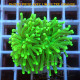 Euphyllia glabrescen green total euphy3698